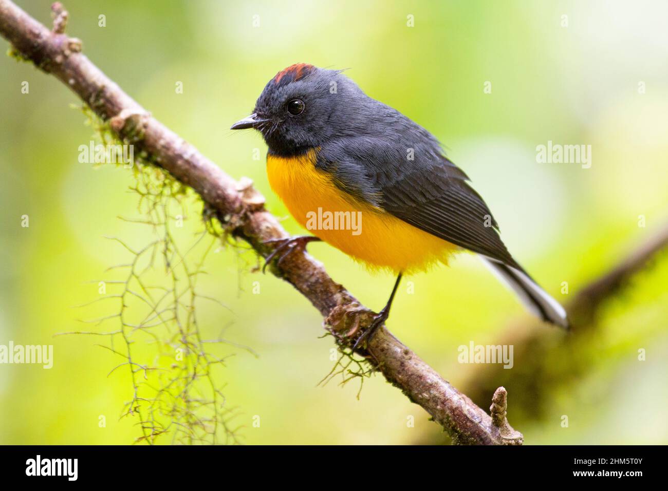 Redstart ardesia (Myioborus miniatus). Monteverde Cloud Forest Reserve, Monteverde, Costa Rica. Foto Stock