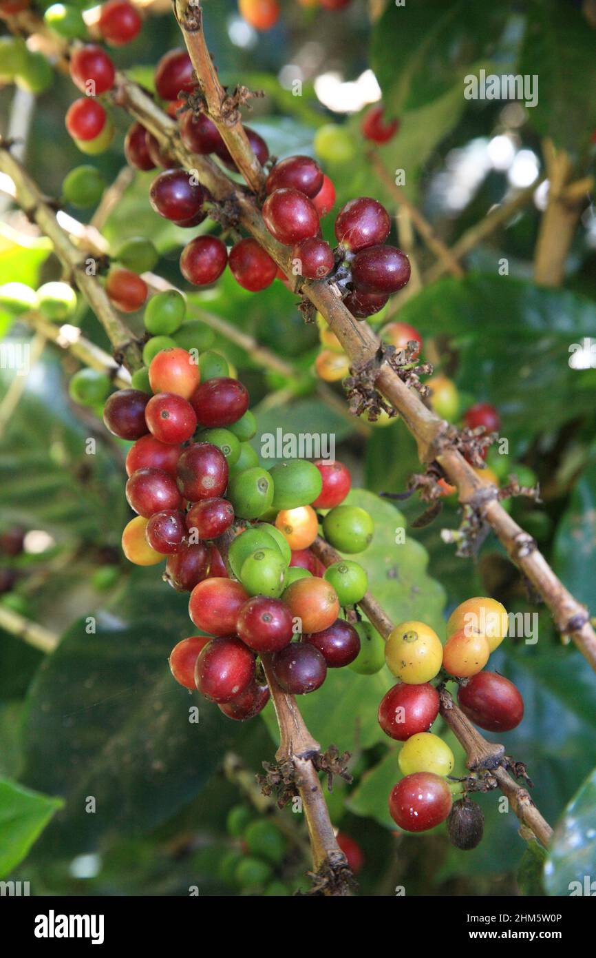 Bush di caffè con frutta. Piantagione di caffè in provincia di Heredia, Central Valley, Costa Rica. Foto Stock