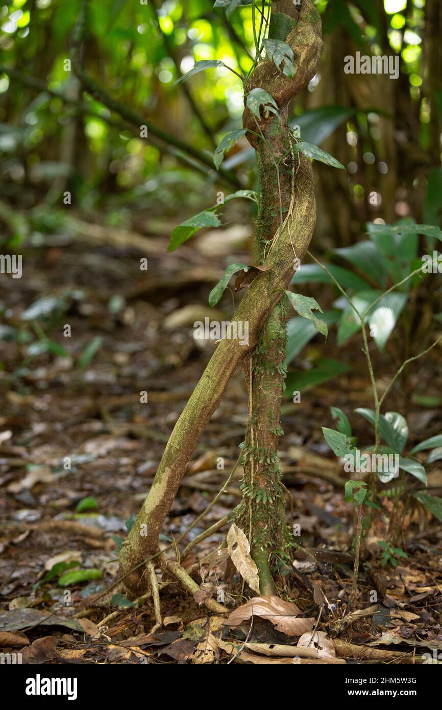 Radice aerea di un fico sconosciuto (Ficus sp.) attorcigliato intorno all'albero ospite e ancorato al terreno. Foresta pluviale di pianura, la Selva Biological Station, sarap Foto Stock