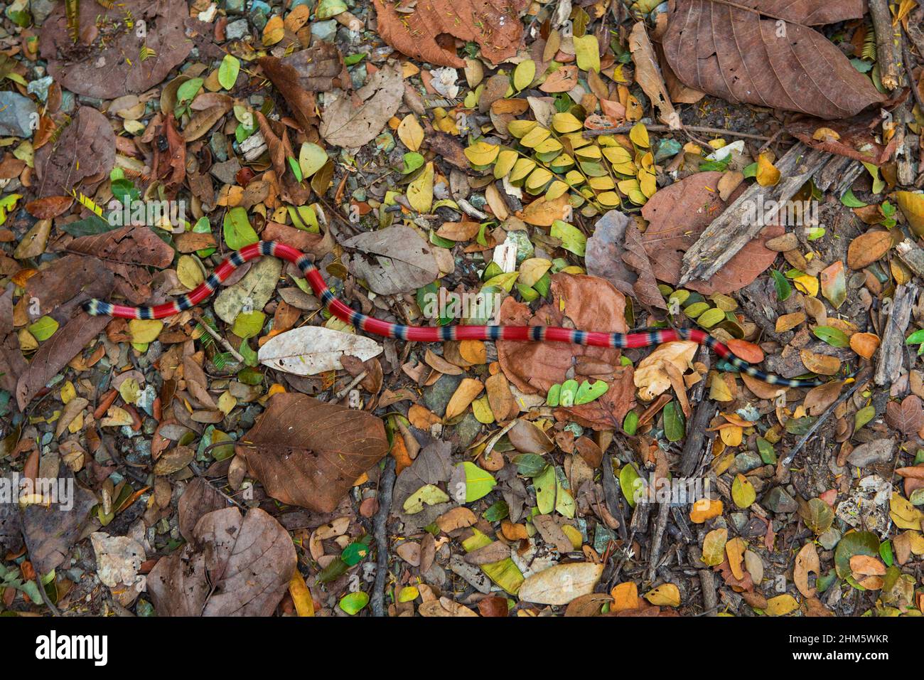 Coralsnake dell'America centrale (Micrurus nigrocinctus) che scivola e caccia lungo il pavimento tropicale della foresta asciutta. Foto Stock