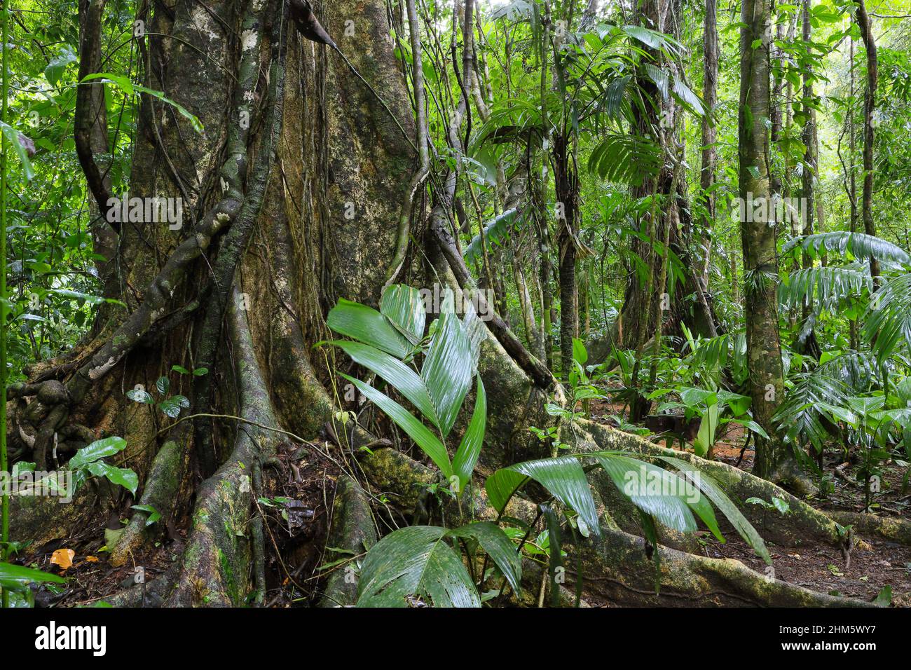 Albero con grandi radici di contrafforte nella foresta pluviale primaria, Puerto Viejo de Talamanca, costa caraibica del Sud, Costa Rica. Foto Stock
