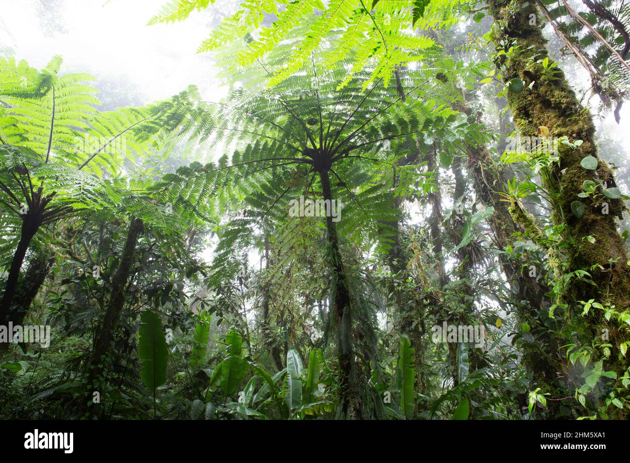 Densa vegetazione discreta nella Riserva della Foresta di Santa Elena Cloud, Monteverde, Costa Rica. Foto Stock
