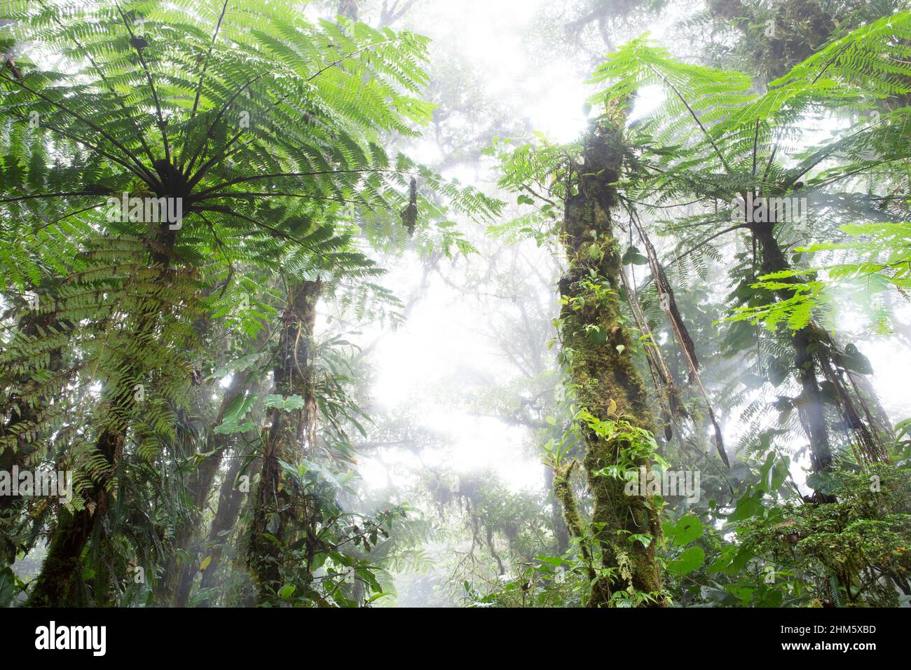 Densa vegetazione discreta nella Riserva della Foresta di Santa Elena Cloud, Monteverde, Costa Rica. Foto Stock