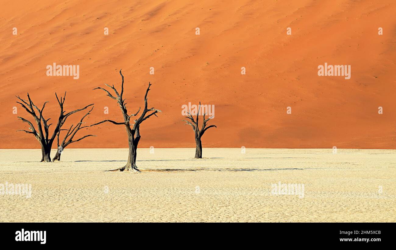 Deadvlei è un argilla bianca pan si trova vicino alla più famosa salina di Sossusvlei, all'interno del Parco Namib-Naukluft in Namibia. Foto Stock