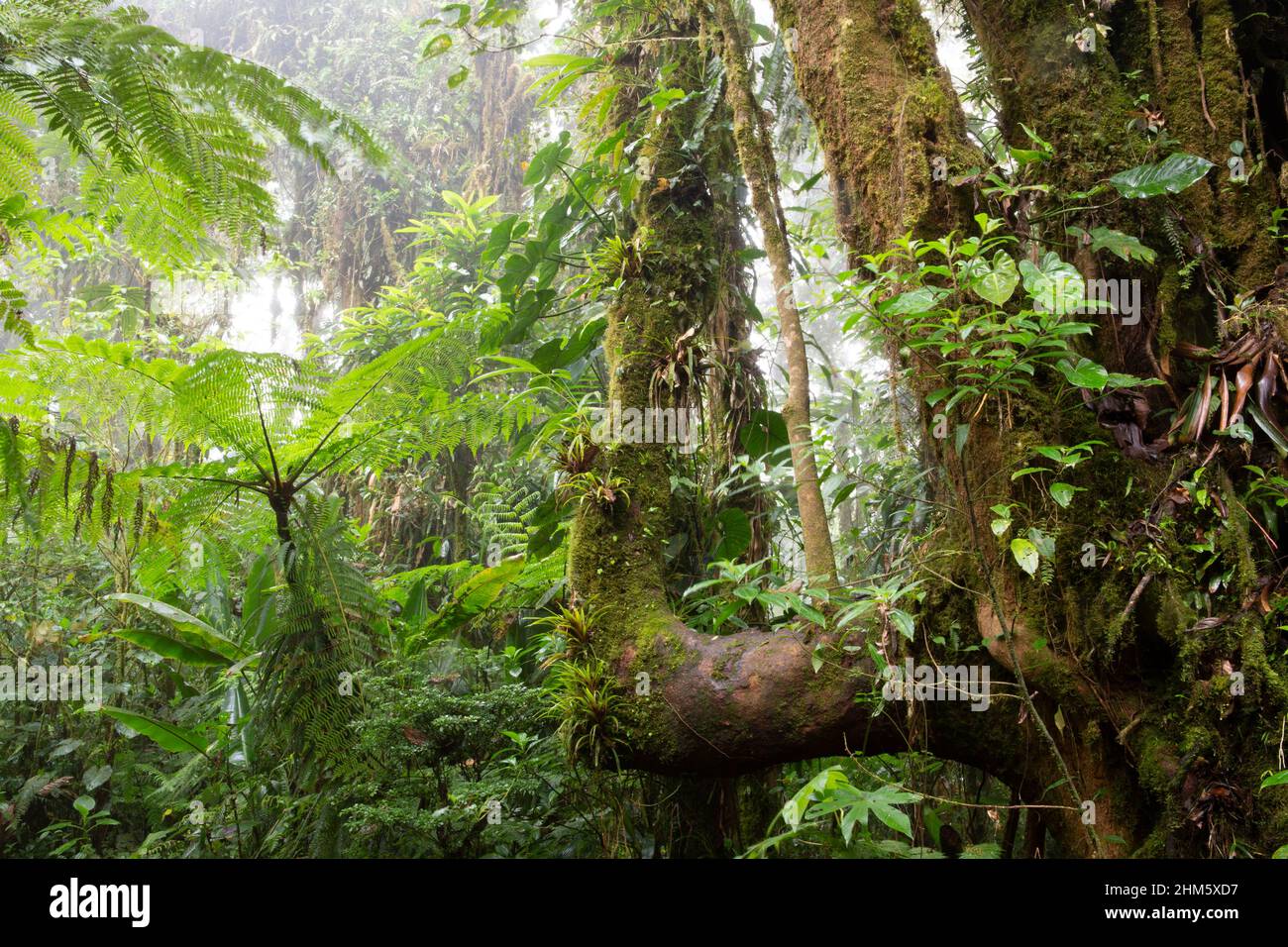 Densa vegetazione sottovalutata e albero pieno di epifiti nella Riserva della Foresta di Santa Elena Cloud, Monteverde, Costa Rica. Foto Stock