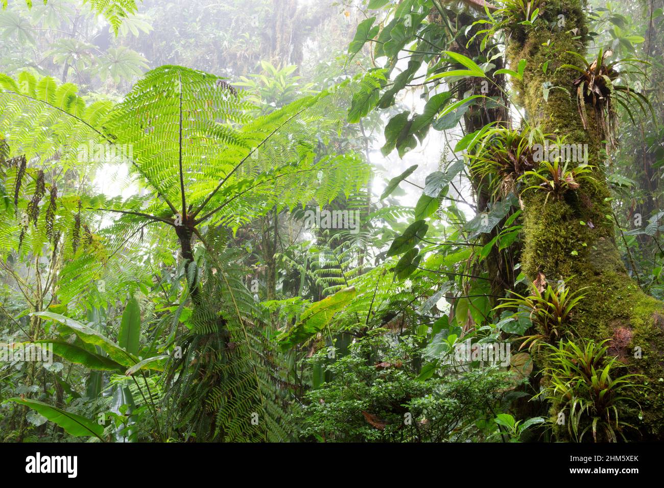 Densa vegetazione sottovalutata e albero pieno di epifiti nella Riserva della Foresta di Santa Elena Cloud, Monteverde, Costa Rica. Foto Stock
