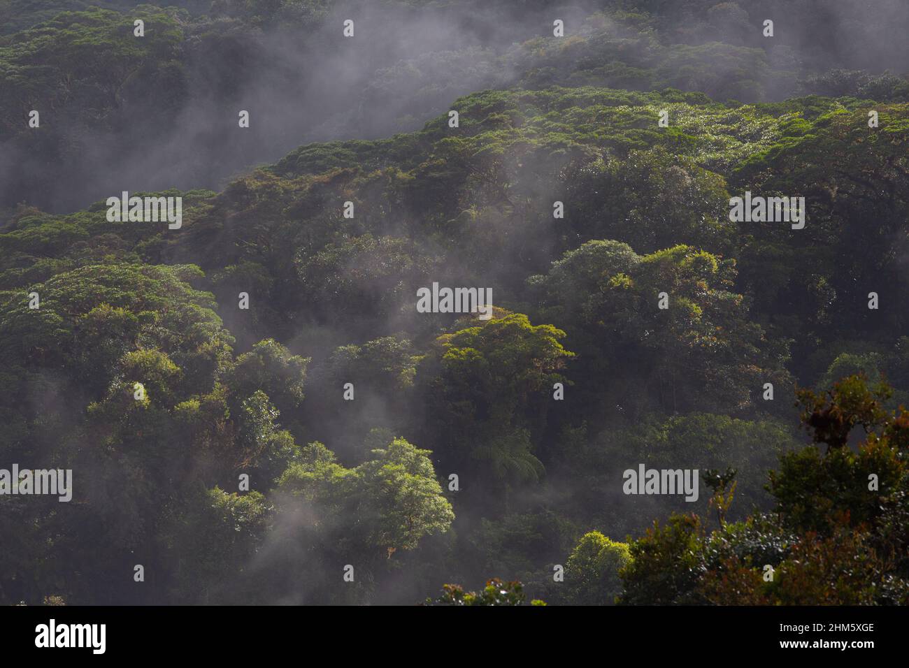 Misty baldacchino della riserva naturale della foresta nuvola di Santa Elena, Monteverde, Costa Rica. Foto Stock