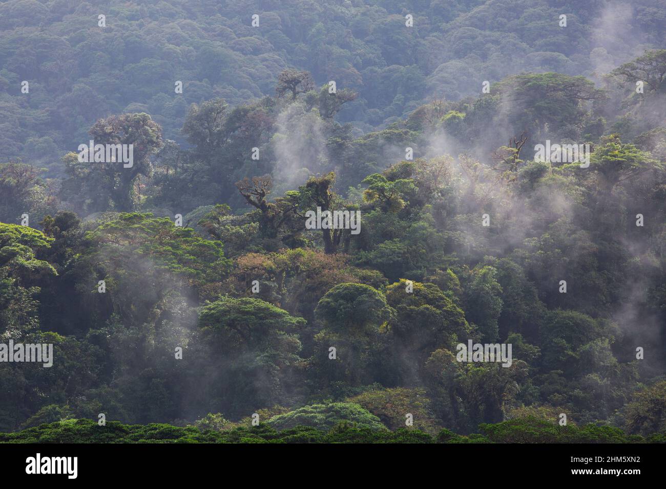 Misty baldacchino della riserva naturale della foresta nuvola di Santa Elena, Monteverde, Costa Rica. Foto Stock