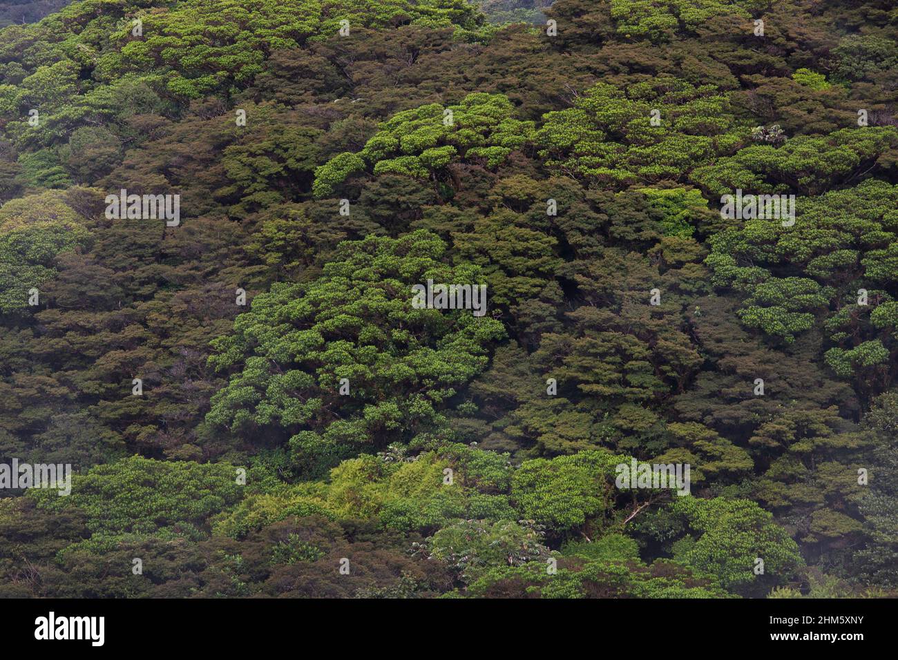 Baldacchino della Riserva della Foresta nuvola di Santa Elena, Monteverde, Costa Rica. Foto Stock