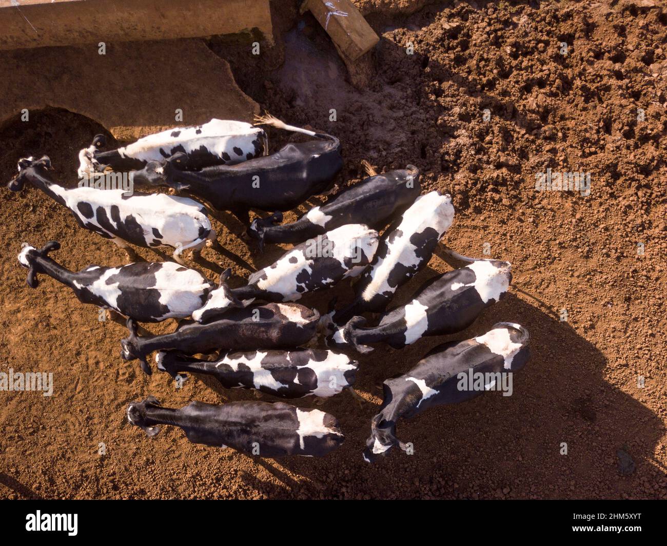 Vista aerea del drone delle mucche da latte nel pascolo delle mucche Holstein allevamento di bestiame in sole giorno d'estate. Minas Gerais, Brasile. Concetto di agricoltura, animale. Foto Stock