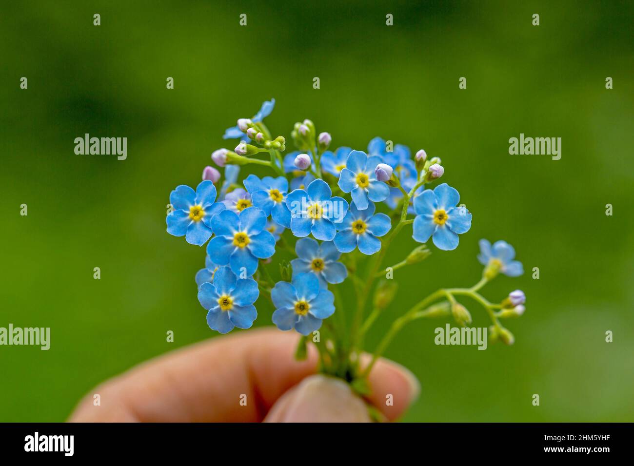 Myosotis alpestris - alpina dimentica-me-non Foto Stock