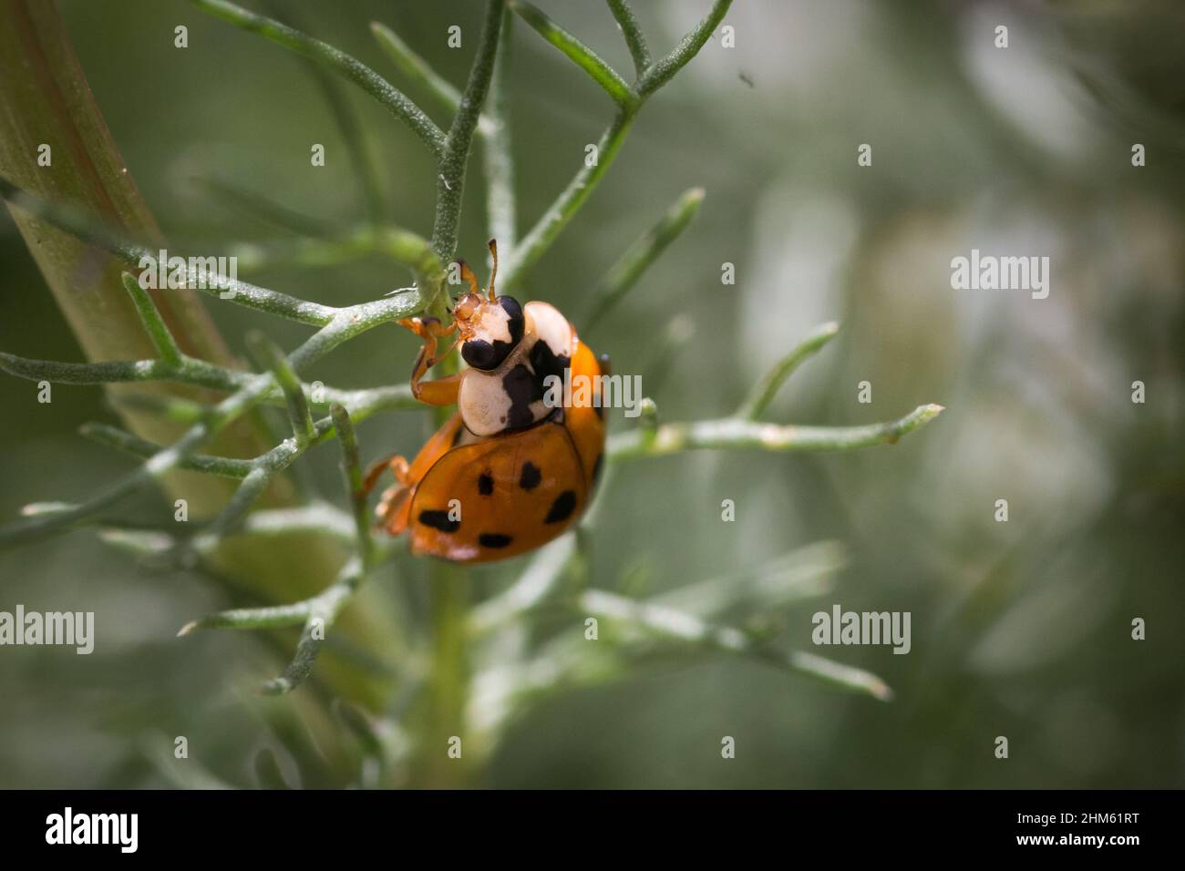 Il ladybird di harlequin (Harmonia axyridis) sale sulla vegetazione di una riserva di Norfolk a Welney Foto Stock