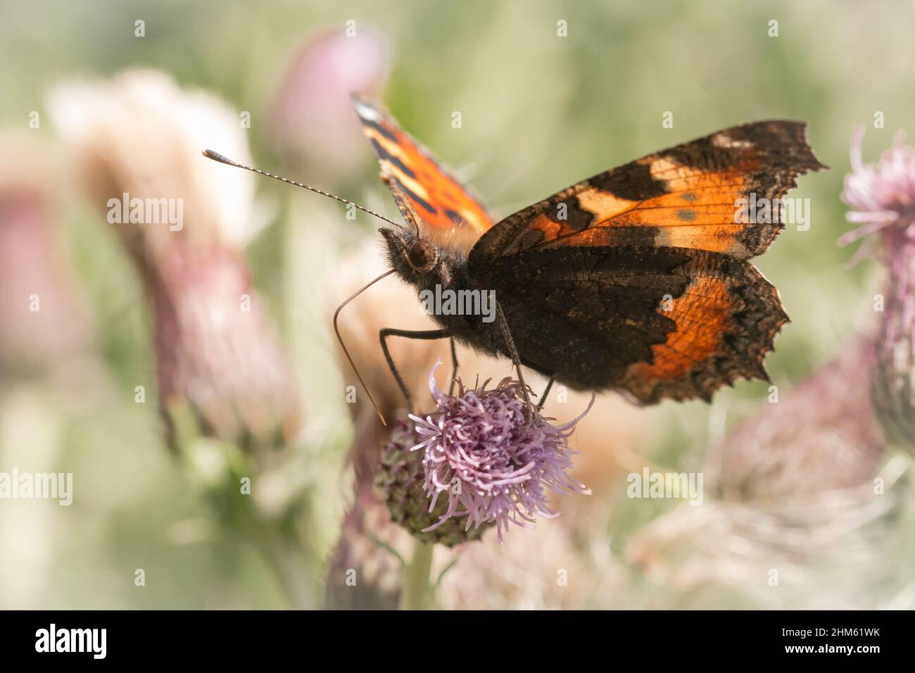 Una piccola farfalla di tartaruga (Aglais urticae) si nutre di un fiore di cardo nella riserva naturale di Welney Foto Stock