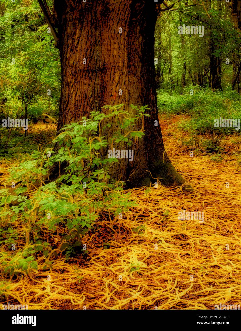 Interessante albero solistico in un paesaggio più ampio, ma intimo Foto Stock