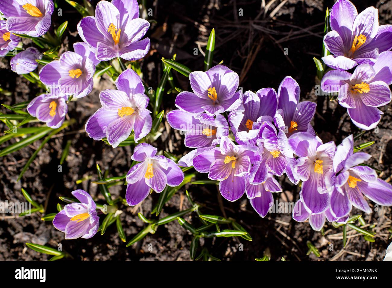Croci viola e bianchi nei primi giardini primaverili. Atmosfera primaverile. Giardino di fiori. Sunny day.Close-up cruses fioritura Ruby gigante su naturale Foto Stock