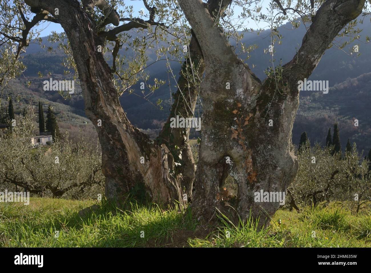 Tronco di ulivo sullo sfondo della campagna toscana Foto Stock