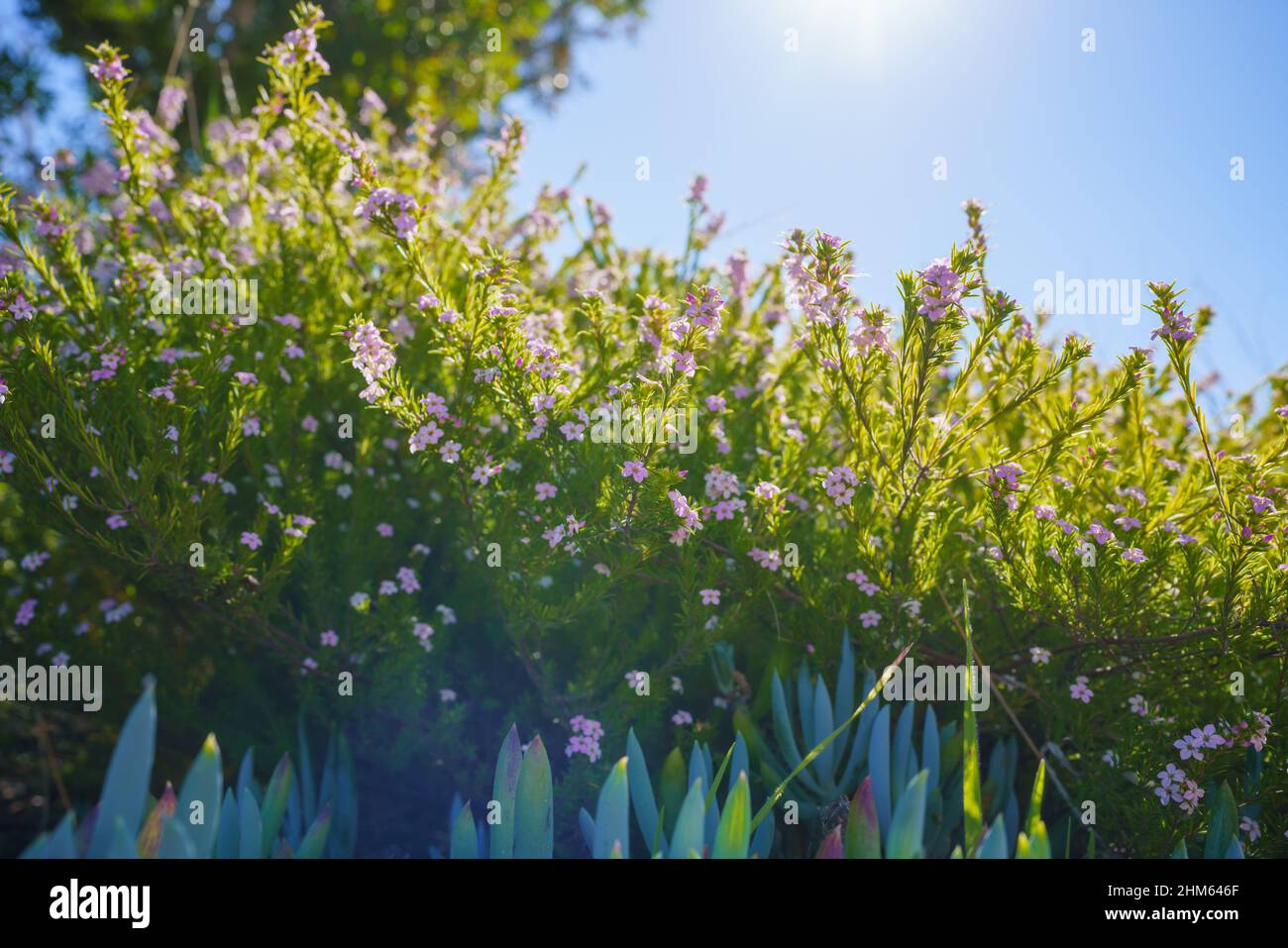 Cape May Plant (Coleonema album), un attraente arbusto sempreverde con piccoli fiori rosa vicino nel parco della città Foto Stock