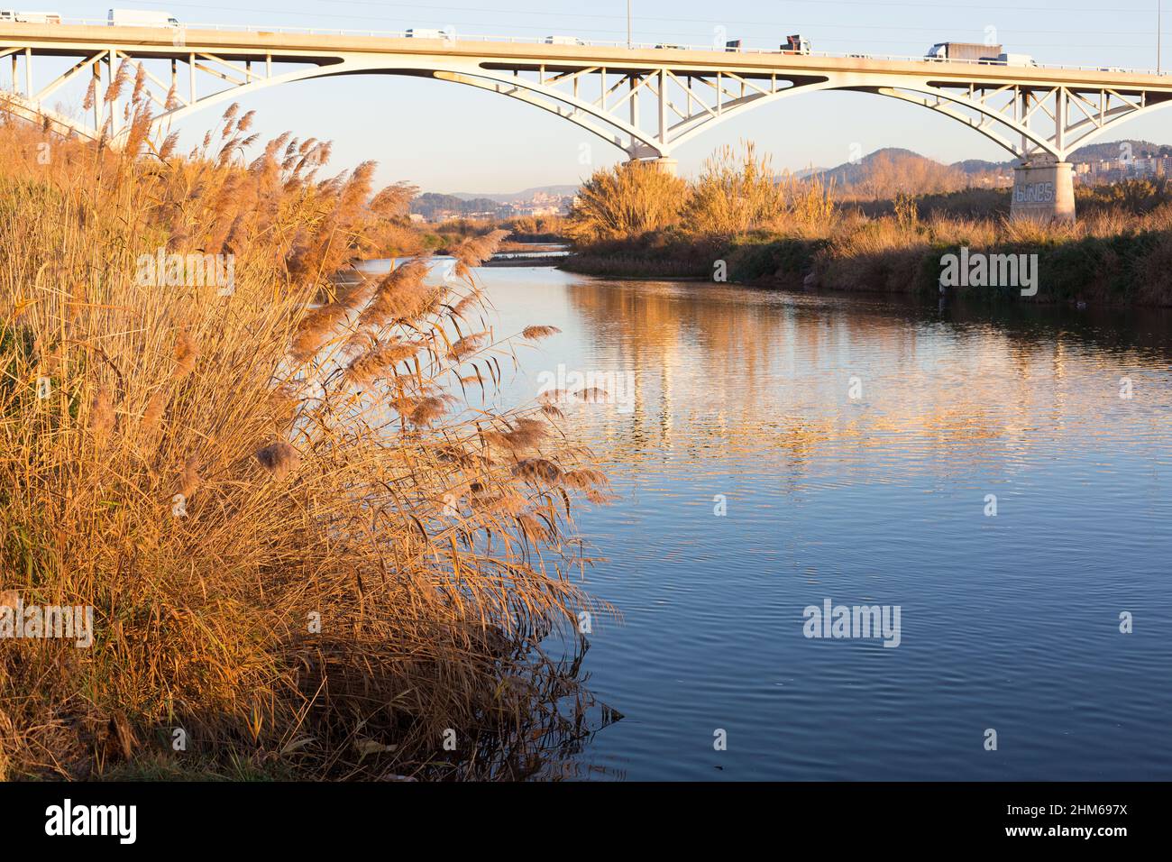 Canne sulle rive del fiume nel bacino del Mediterraneo Foto Stock