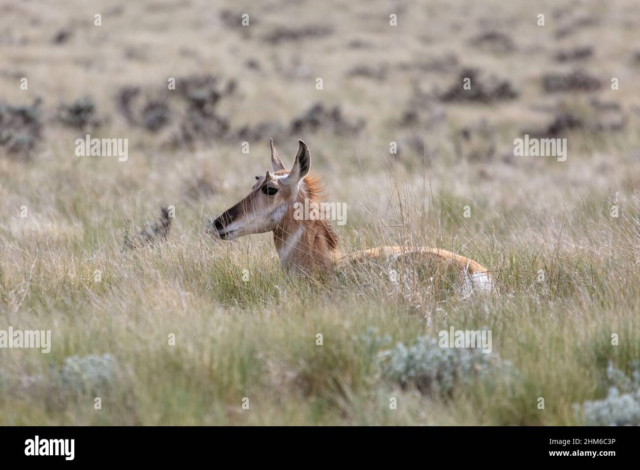 Antelope (Antiploca americana) assestato in erba di prateria nel Wyoming Foto Stock