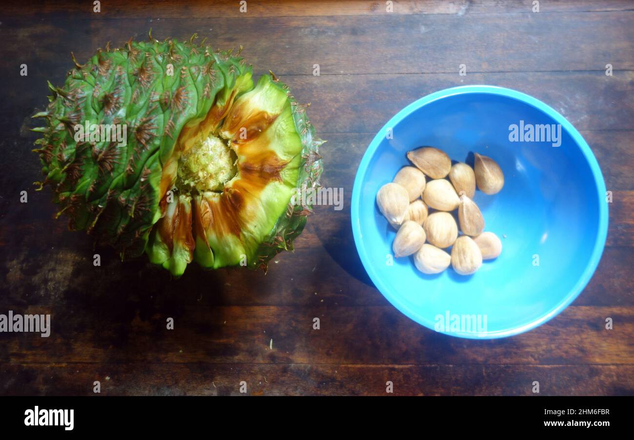 Bunya Nut (Araucaria bidwillii) in fase di lavorazione per la tostatura, Queensland, Australia Foto Stock