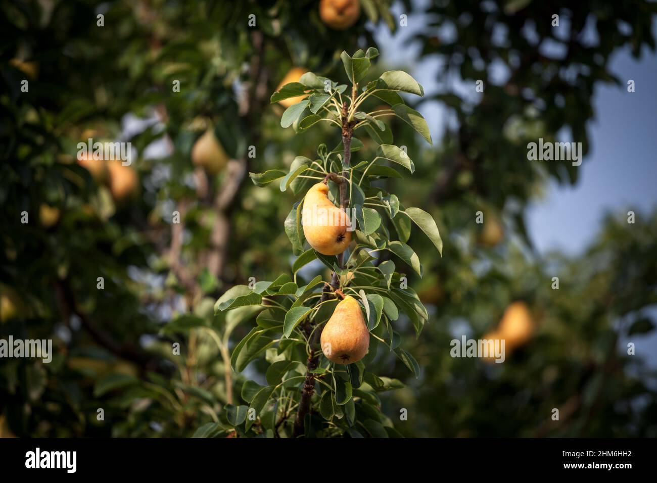 Foto di pere europee su un albero di pera. Pyrus communis, conosciuta come la pera comune, è una specie di pera originaria dell'Asia occidentale, dell'euro centrale e orientale Foto Stock