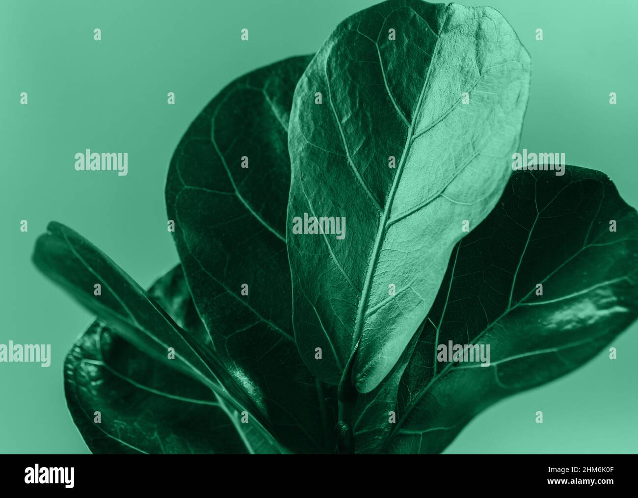 Primo piano di foglia verde di ficus lirata o foglia di indovinello Fig su sfondo verde. Giardinaggio interno, cura di houseplant Foto Stock