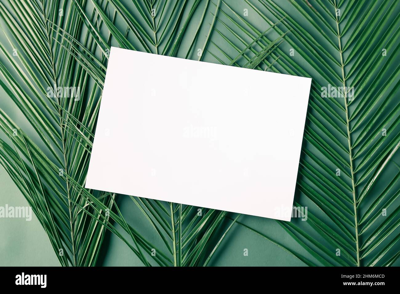 Foglio bianco di carta e foglie di palmo su sfondo a colori Foto Stock