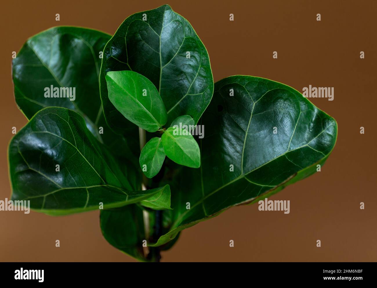 Primo piano di foglia verde di ficus lirata o foglia di indovinello Fig su sfondo marrone. Giardinaggio interno, cura di houseplant Foto Stock