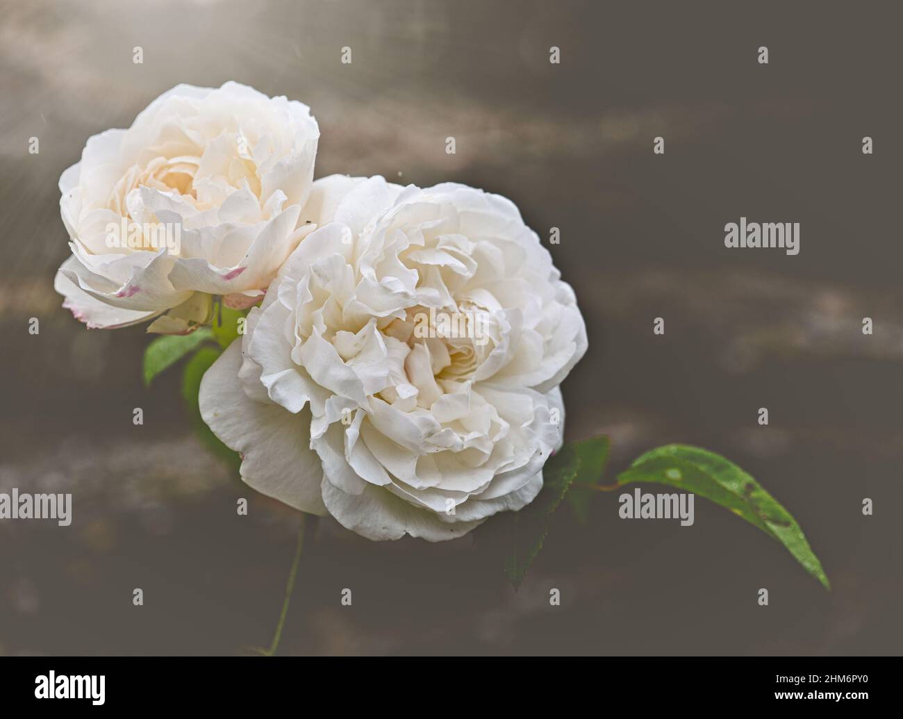 Roses ai confini di Coleton Fishacre, Devon Foto Stock