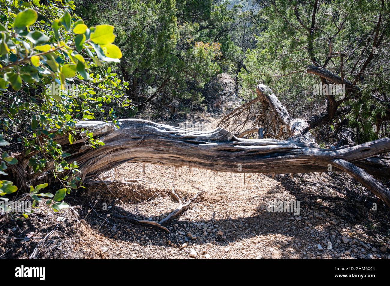 Austin, Texas, Stati Uniti. 6 Febbraio, 2022. Un albero blocca il sentiero, causando escursionisti a salire o a piedi. Il cattivo tempo ha causato un sacco di alberi e. Foto Stock