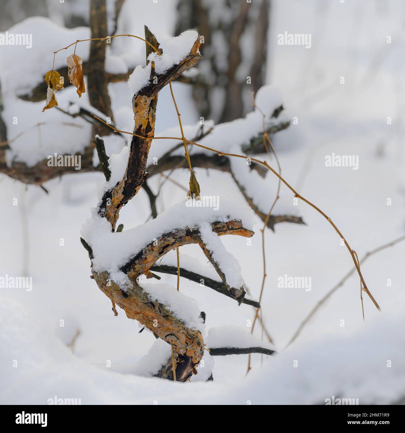 Due foglie secche autunnali su rami bizzaramente curvati di pino ricoperti di neve in una foresta invernale Foto Stock