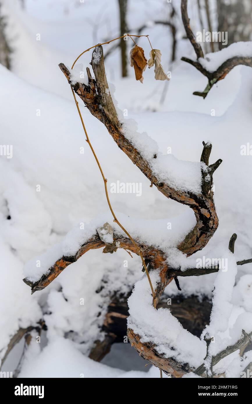 Due foglie secche autunnali su rami bizzaramente curvati di pino ricoperti di neve in una foresta invernale Foto Stock