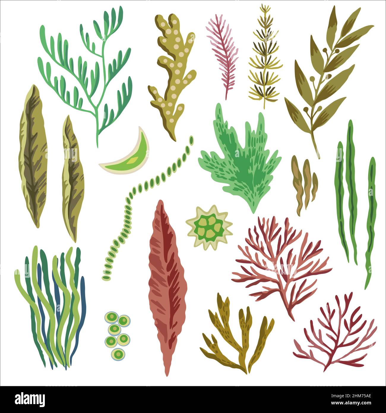 Grande set di erbacce marine. Alghe alimentari rosse, marroni e verdi isolate su sfondo bianco. Illustrazione Vettoriale