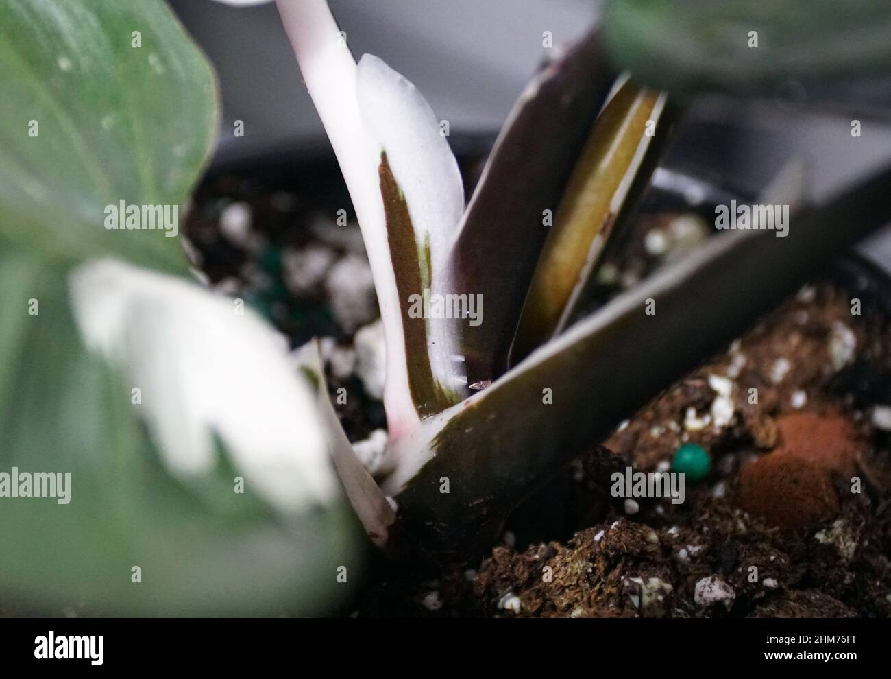 Primo piano dei vari gambi bianchi e marroni del cavaliere Bianco Philodendron Foto Stock