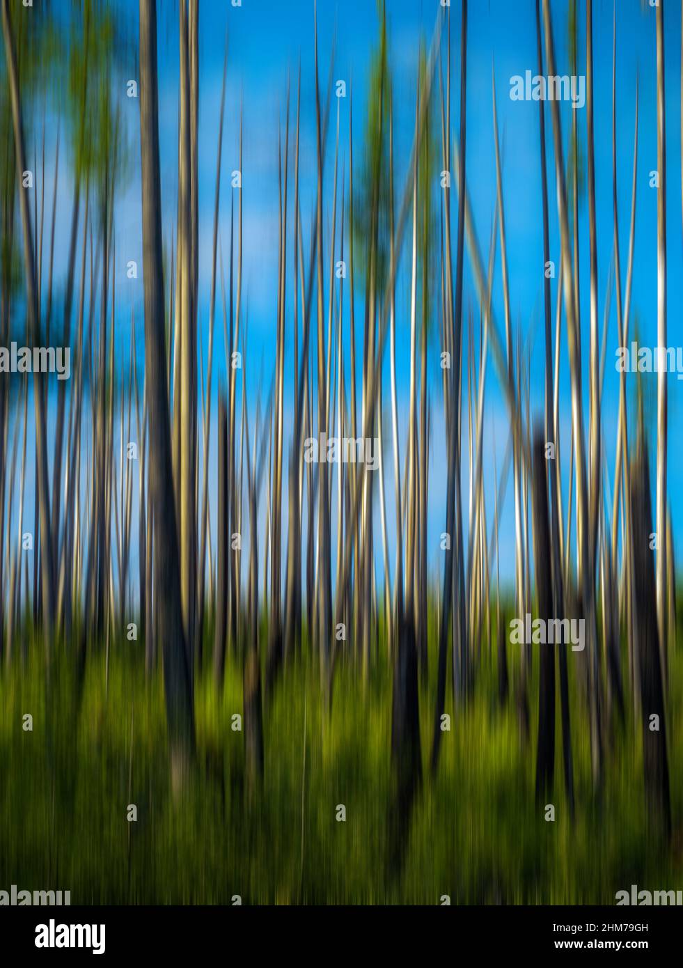 Scena astratta della foresta con intenzionale sfocatura verticale della fotocamera Foto Stock
