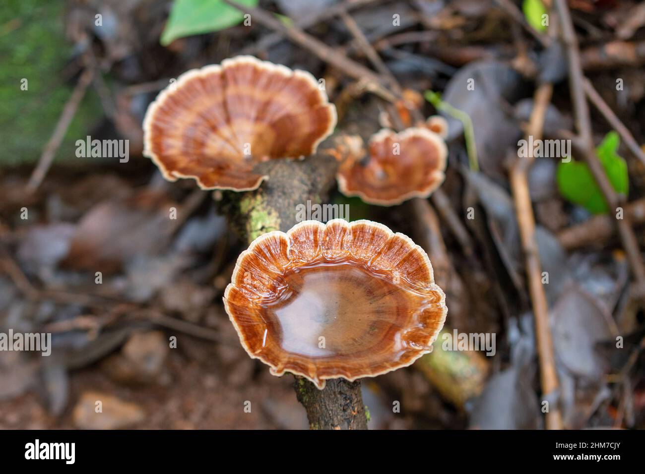 Reishi fungo, Ganoderma lingzhi, Bhimashankar, Maharashtra, India Foto Stock