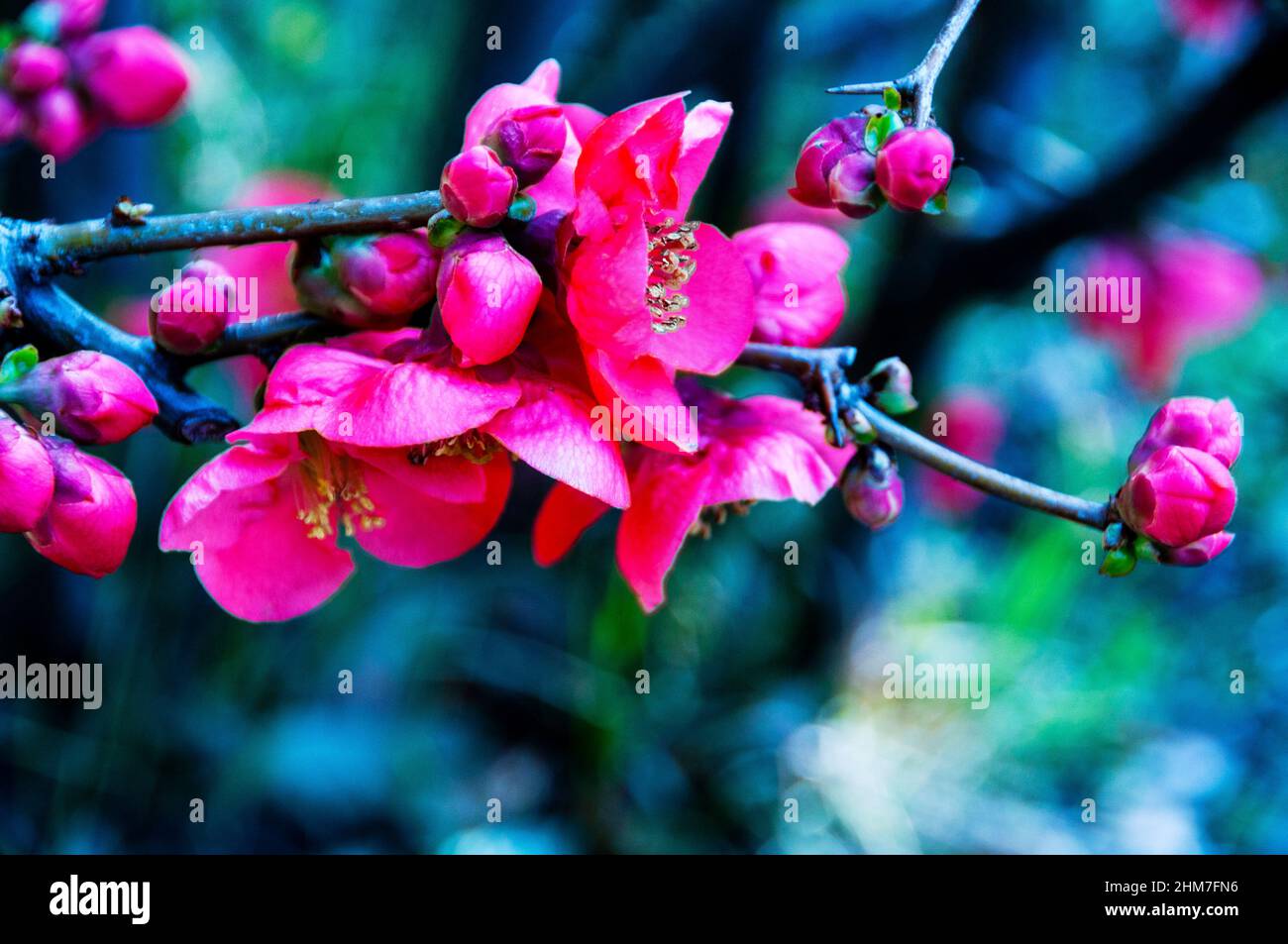 Il Sakura nella cultura giapponese è simboleggiato dai fiori di un ciliegio in un giardino giapponese a Tokyo. Foto Stock