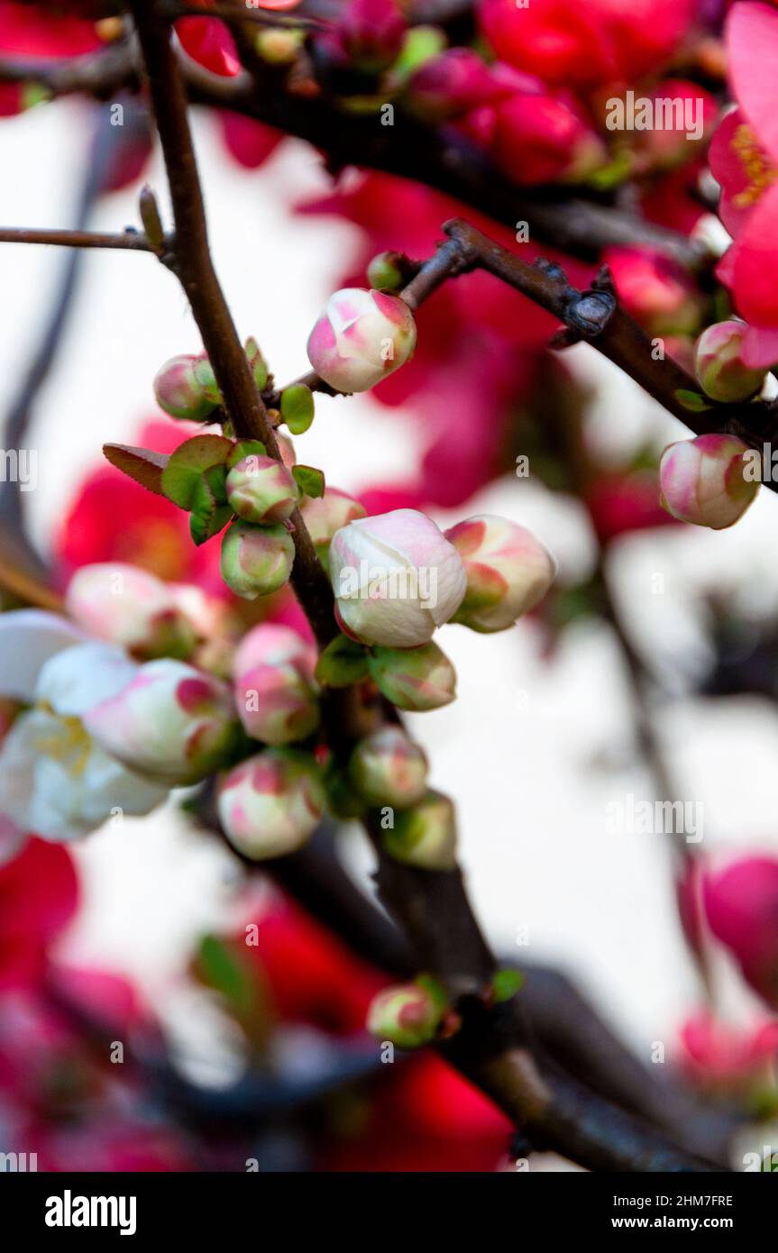 Sakura, o fiori di ciliegio, ha detto agli agricoltori quando piantare le loro colture di riso, a Tokyo, in Giappone. Foto Stock