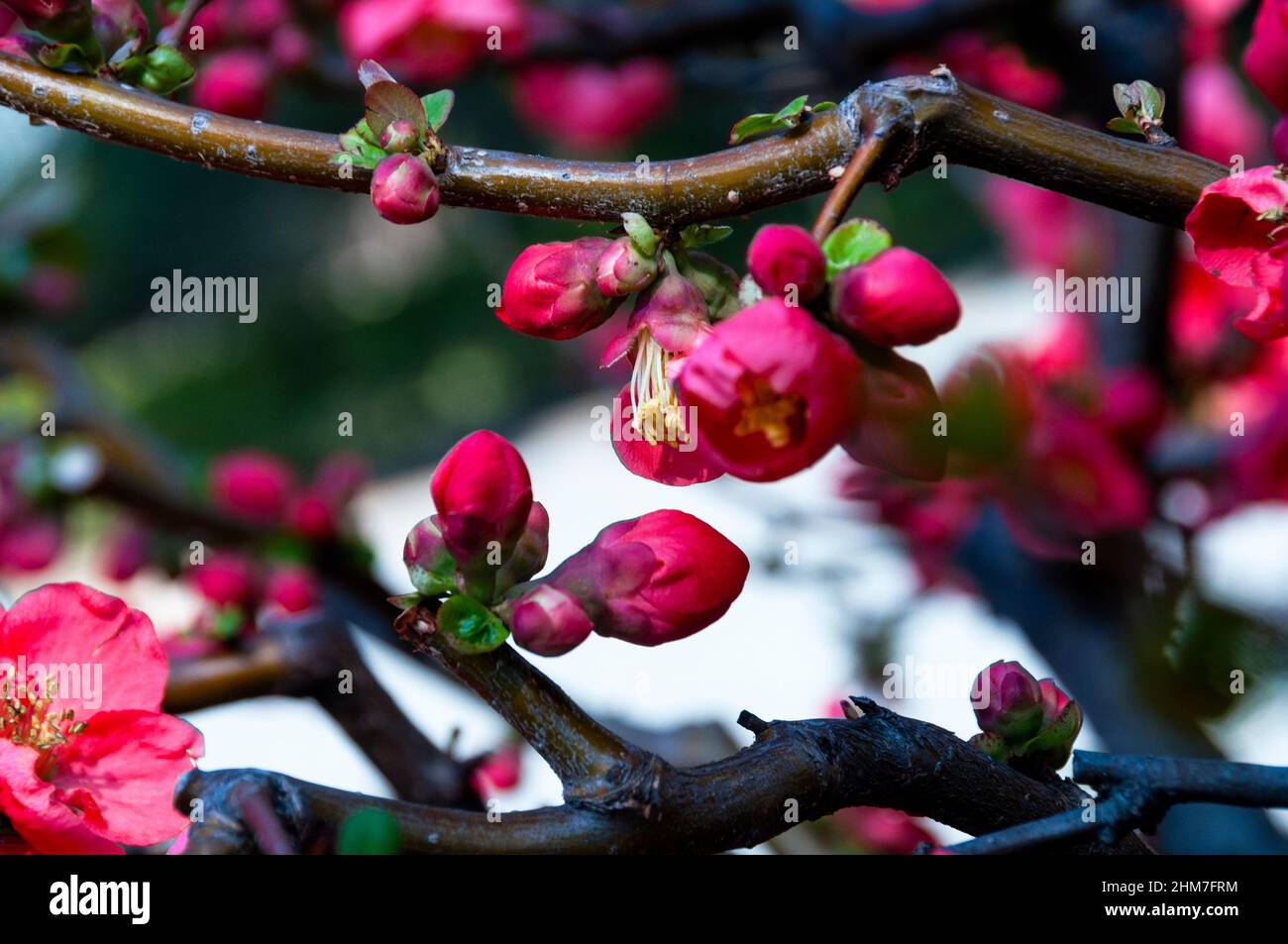 Il Sakura nella cultura giapponese è simboleggiato dai fiori di un ciliegio in un giardino giapponese a Tokyo. Foto Stock
