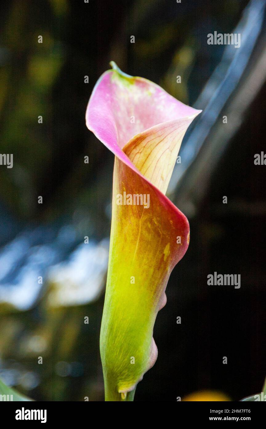 Arum Lily è un fiore velenoso a forma di poker che intrappola mosche e gnat. Foto Stock
