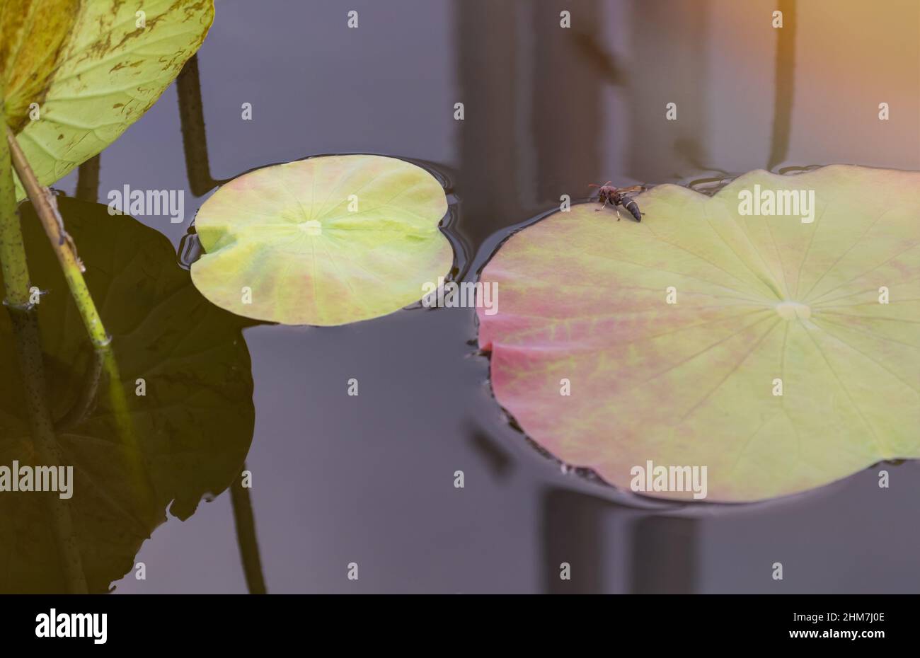 Vespe su un'isola di foglie di loto per bere acqua. Foto Stock