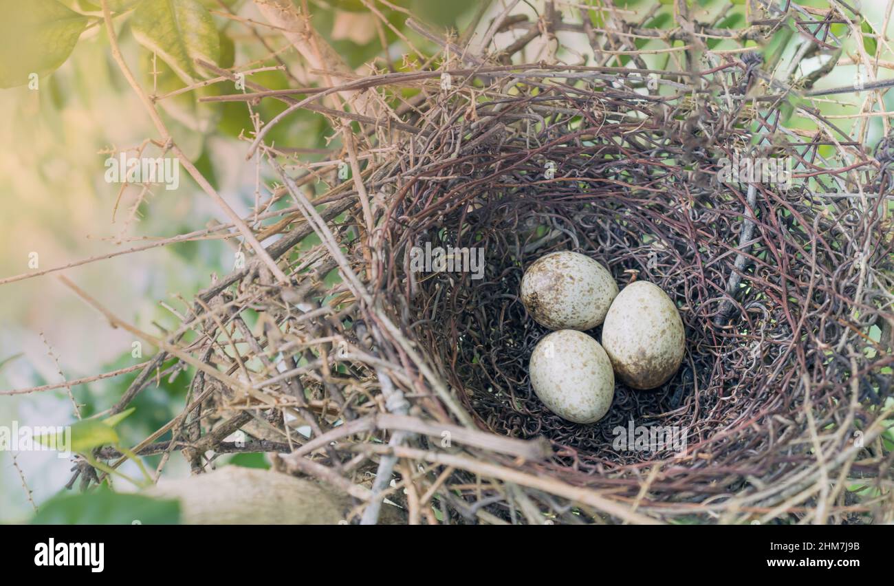Uova di uccello in un nido Foto Stock