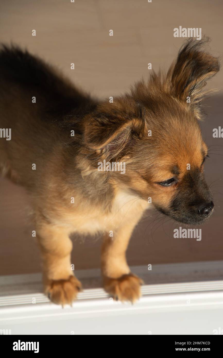 chihuahua guarda curiosamente fuori dalla finestra e osserva il giardino Foto Stock