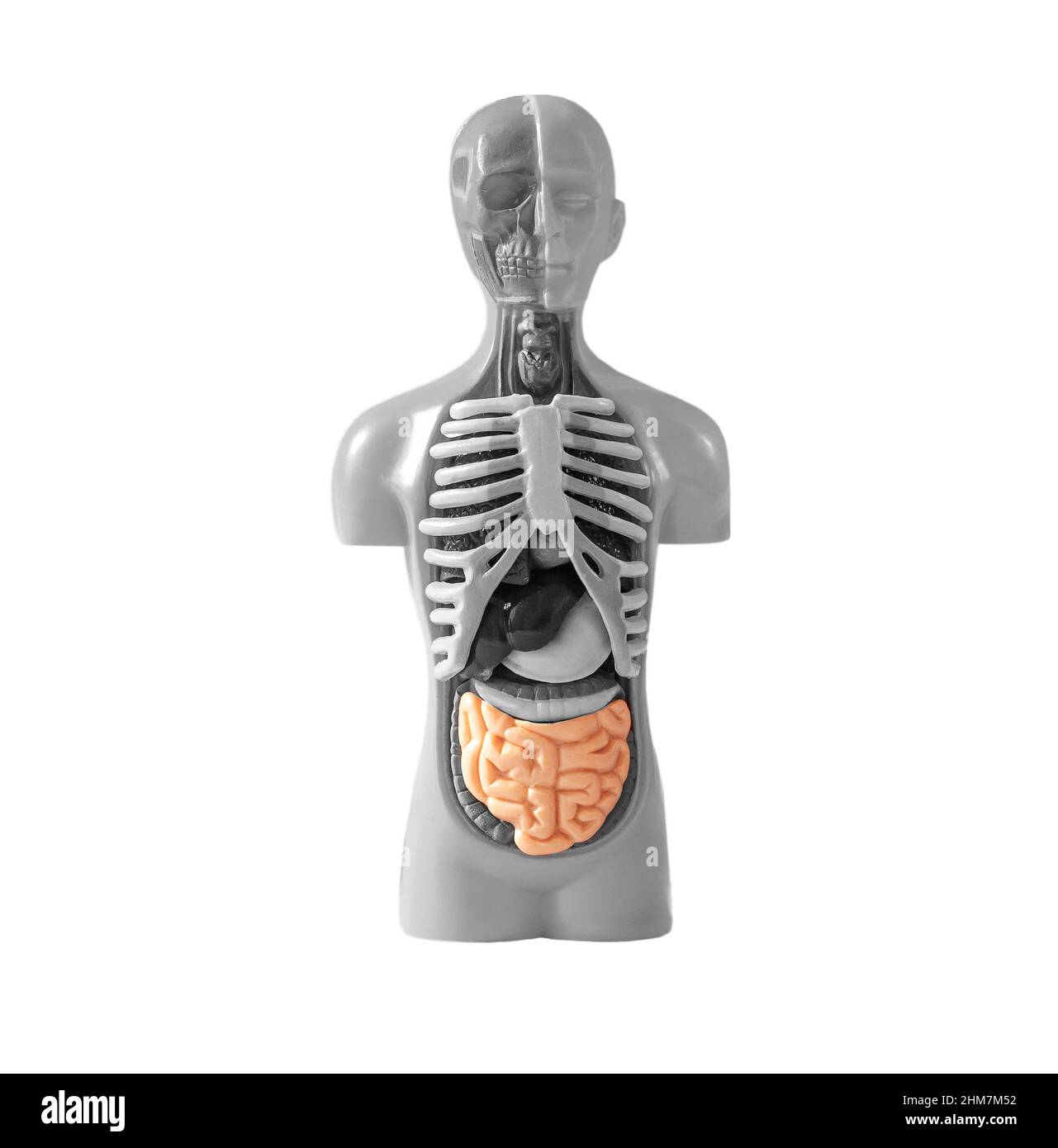 Intestino nel modello del corpo umano isolato su sfondo bianco. Studio del sistema digestivo umano. Concetto di educazione medica. Foto di alta qualità Foto Stock