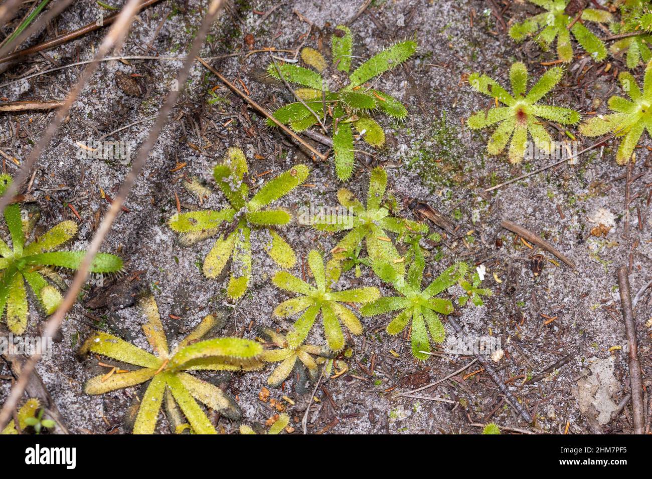 Rosette verdi della pianta carnivora Drosera zeyheri visto in habitat naturale a sud di Città del Capo, Capo occidentale del Sud Africa Foto Stock