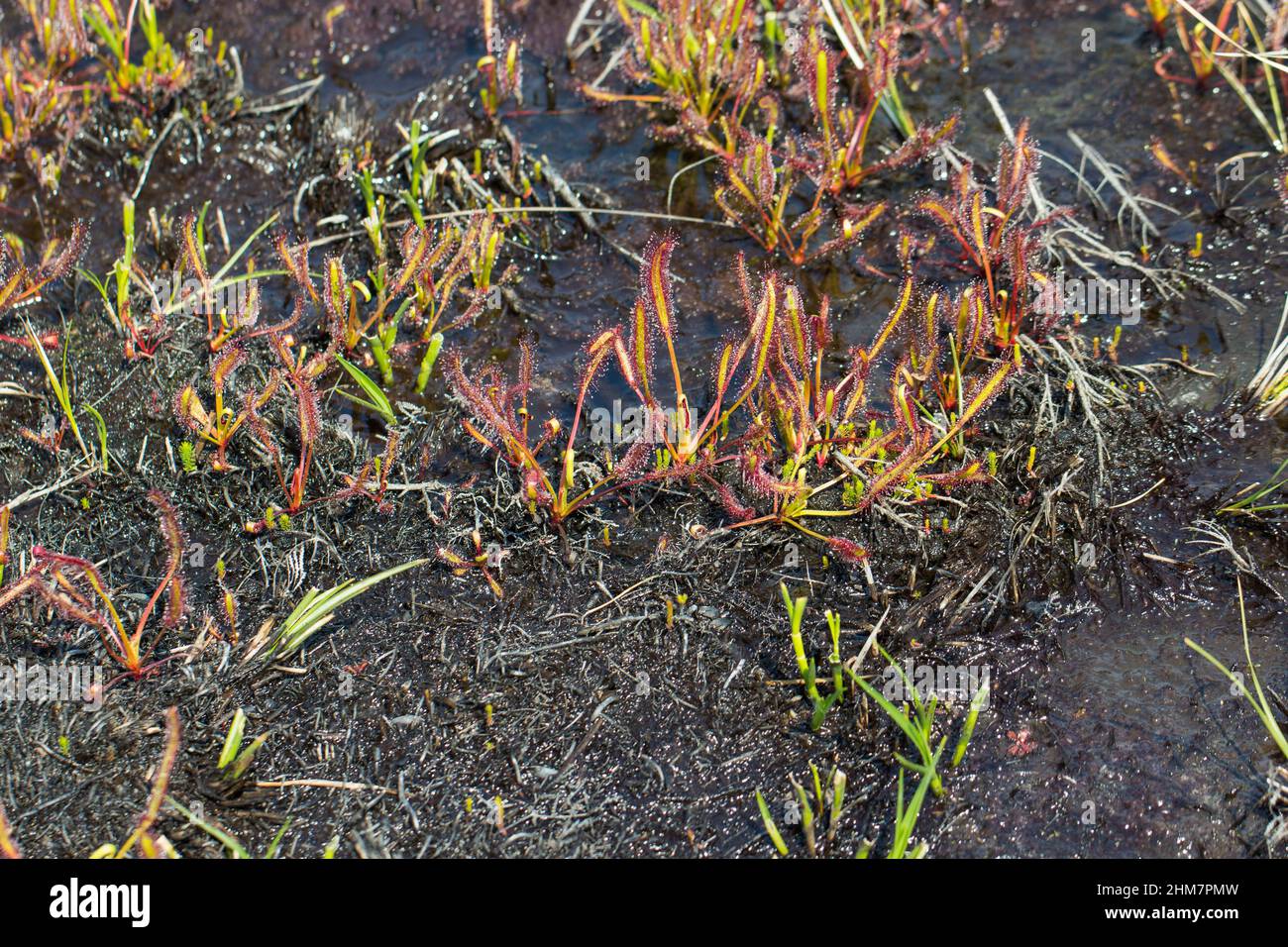 Fiore selvatico sudafricano: Drosera capensis, una pianta carnivora, in habitat naturale sul Capo di buona speranza Nationalpark, Capo Occidentale, Sudafrica Foto Stock