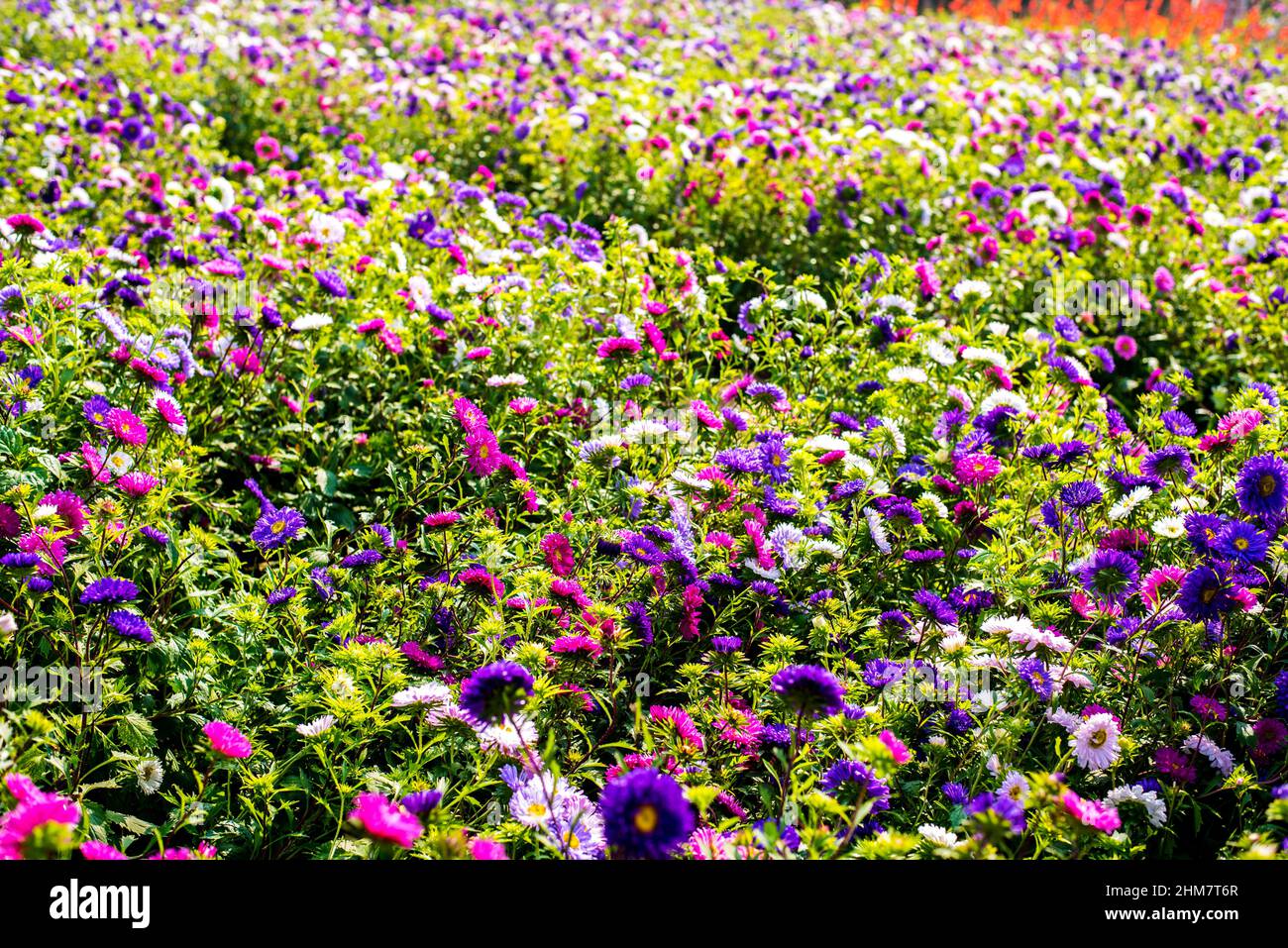 Paesaggio natura sfondo di bello e colorato cosmo campo di fiori Foto Stock