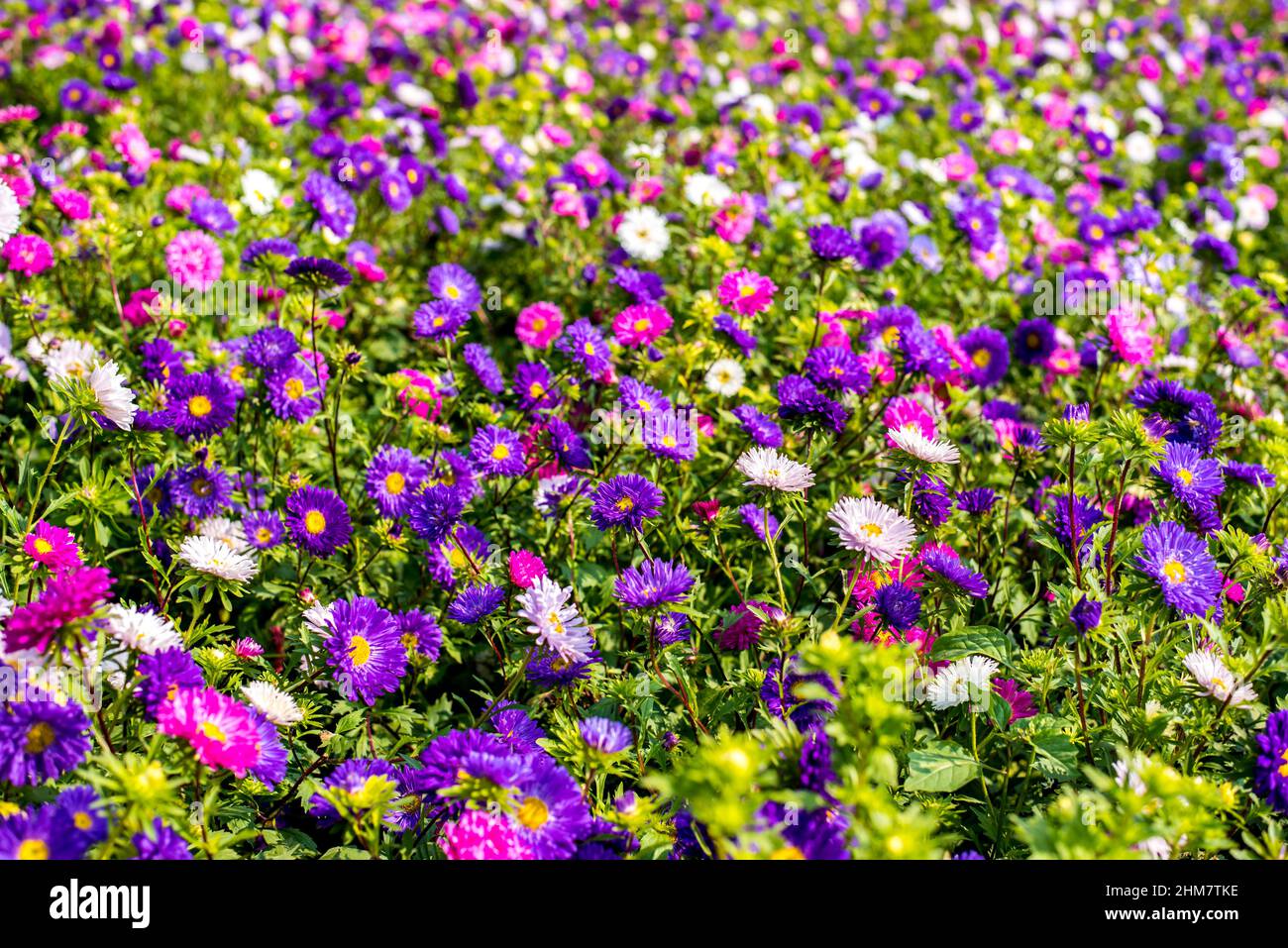 Paesaggio natura sfondo di bello e colorato cosmo campo di fiori Foto Stock