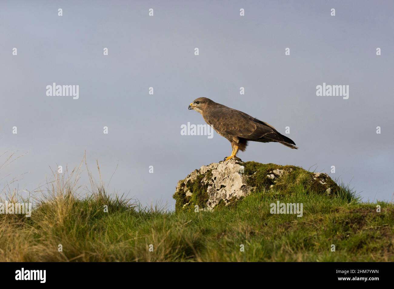 Buzzard comune (Buteo buteo) adulto arroccato sulla roccia in brughiera, Cumbria, Inghilterra, novembre Foto Stock