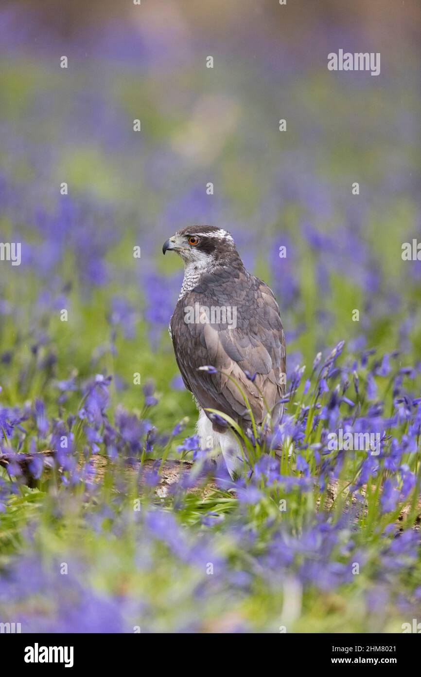 Goshawk settentrionale (Accipiter gentilis) adulto arroccato tra fiori Bluebell (Hyacinthoides non-scripta), Suffolk, Inghilterra, aprile, condizioni controllate Foto Stock